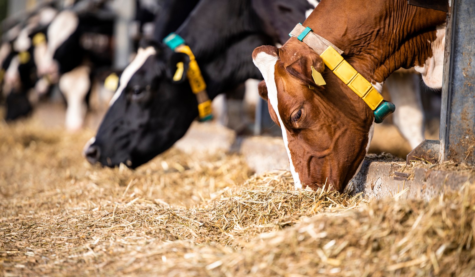 モリナガ加熱処理牛由来タンパク質検出キットVer.2｜株式会社森永生